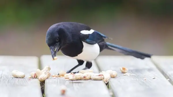 Ein Wort, zwei Bedeutungen. Doch inhaltlich gibt es bei Elster als Vogel und www.elster.de durchaus Überschneidungen.