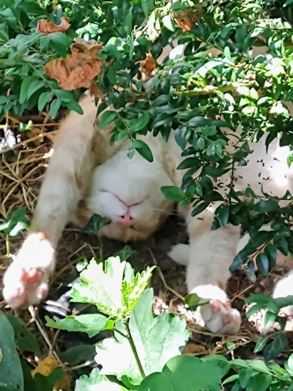 Egal wo, Hauptsache Schatten - Katzen suchen sich im Hochsommer, wenn möglich, einen für sie geeigneten Schlafplatz.