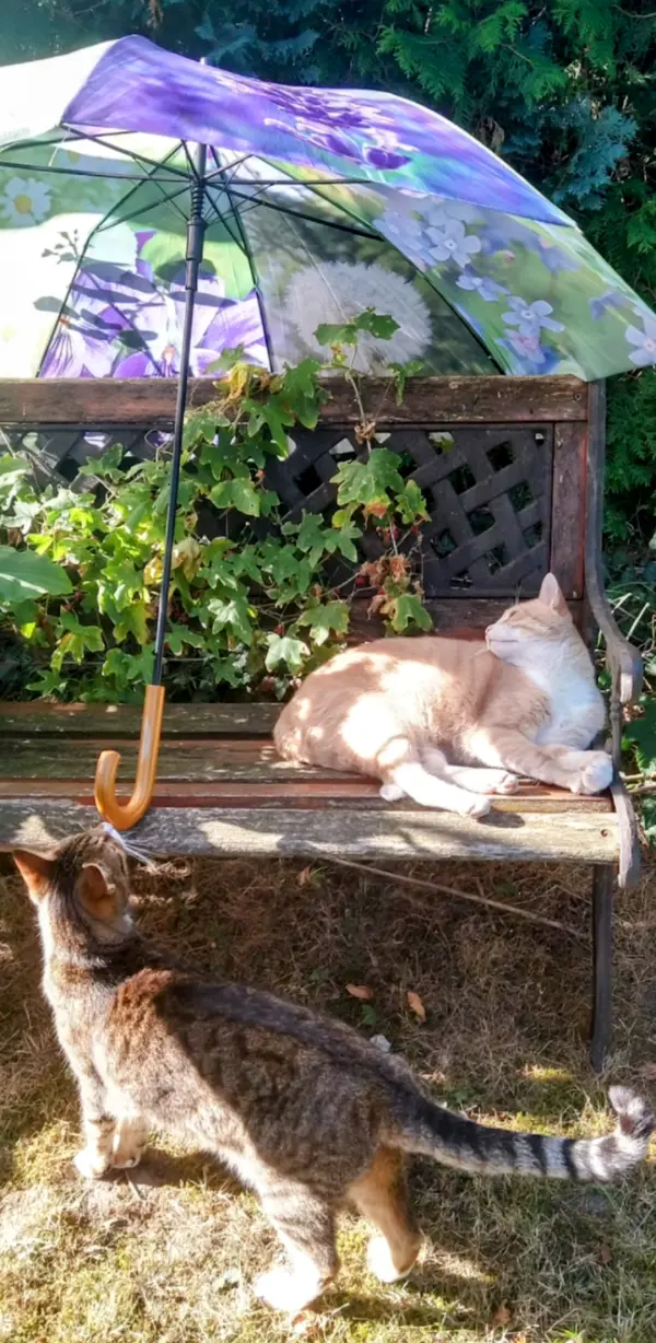 Ein großer Regenschirm sorgt dafür, dass die beiden Kater ein halbwegs schattiges Plätzchen haben. 
