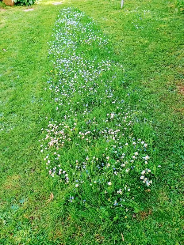 Die Mai-Wiese in all ihrer Schönheit. Einfach mal nicht alles abmähen, sondern einen Großteil stehen lassen. Was für ein Anblick!