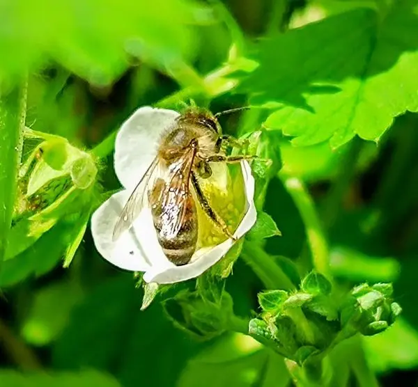 No Mow May: Zahlreiche Insekten nutzen die nicht abgemähten Blumenwiesen den ganzen Mai durch. Kleine Insel kann man bis Juni stehen lassen.