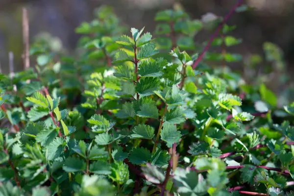 Im Juni findest du Wildkräuter wie Pimpernelle, auch Kleiner Wiesenknopf genannt – im Artikel gibt es Tipps und drei leckere Rezepte dazu.