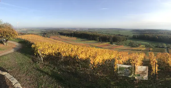 Einfach mal innehalten: Im Sommer laden die Weinberge dazu ein, im Moment zu verweilen und die Schönheit der Heimat neu zu sehen.