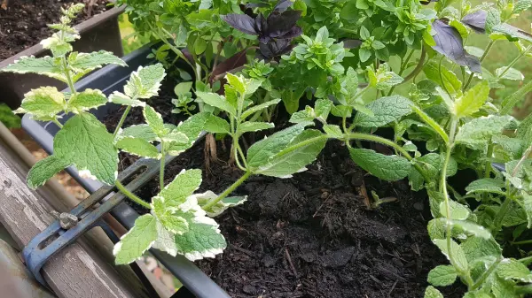 Über ihre langen Triebe verzweigt sich die Ananasminze. Im Beet kann sie sich so weit verbreiten. 