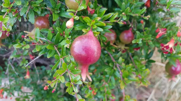 Hier reifen Granatäpfel und sehen aus wie rote Edelsteine – wir kennen sie nur aus dem Laden.