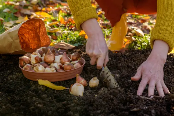 Jetzt im Herbst Blumenzwiebeln pflanzen, damit dein Garten im Frühling in voller Pracht erblüht.
