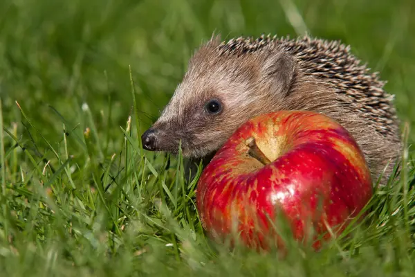 Im Herbst freut sich der Igel über Laubhaufen, während Fallobst im Garten natürliche Nahrung bietet und die Tierwelt unterstützt.