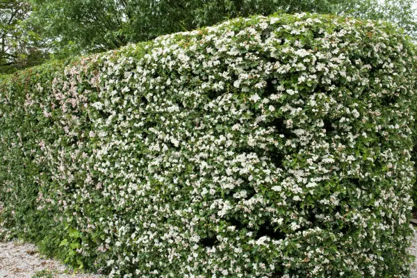 In naturnahen Gärten darf eine Hecke aus heimischen Pflanzen wie Weißdorn nicht fehlen.