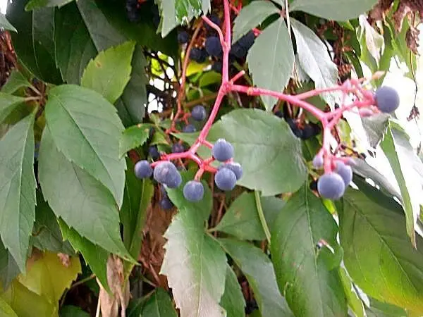 Diese hübschen blauen Beeren bilden sich im Herbst, daran haben die Wildvögel jedes Jahr große Freude. Die Beeren NICHT essen!