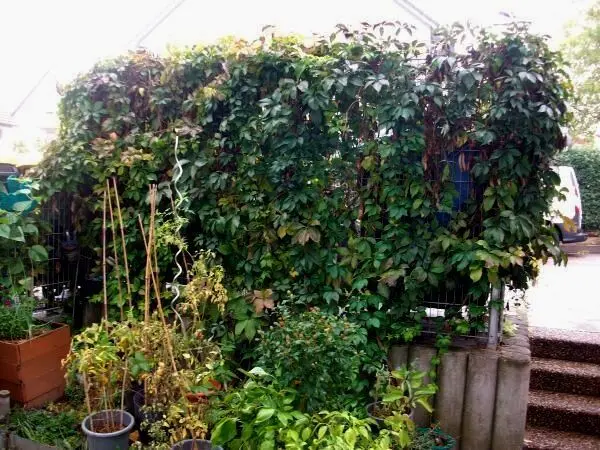 Unser Wilder Wein im Garten nach ca. 5 Jahren, es wurden damals an der unteren Mauer entlang 3 Pflanzen eingepflanzt.