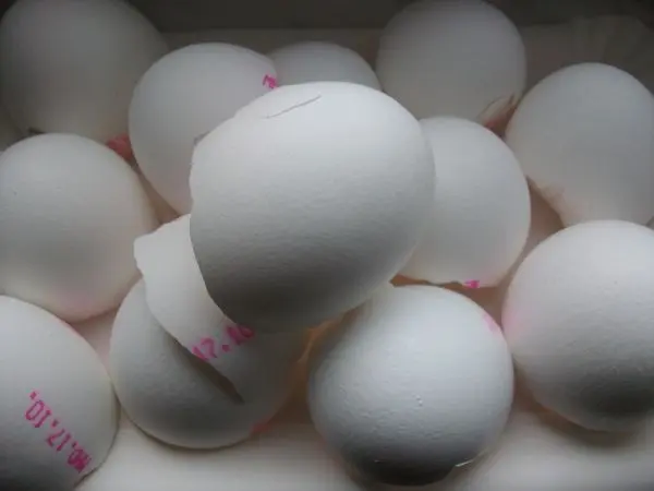 Meine Eierschalen von sieben mittelgroßen Eiern, gewaschen und ebenfalls auf der Heizung getrocknet. Meine Eierschalen von sieben mittelgroßen Eiern, gewaschen und ebenfalls auf der Heizung getrocknet.