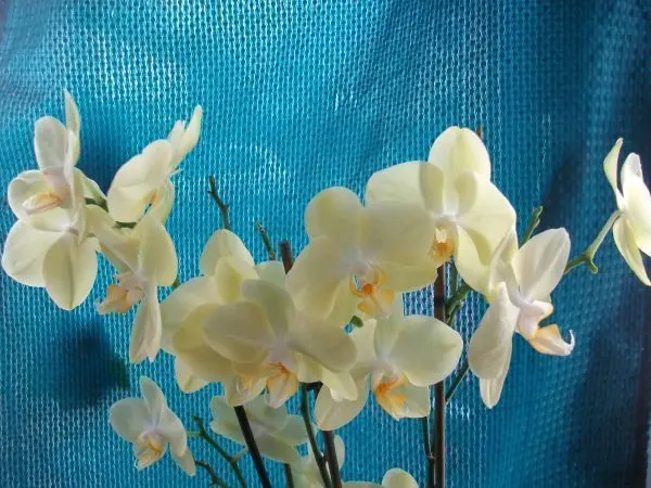 Na, schaut meine Phalaenopsis Orchidee nicht toll aus? Sie hatte noch nie so viele Blüten, ich bin begeistert. Na, schaut meine Phalaenopsis Orchidee nicht toll aus? Sie hatte noch nie so viele Blüten, ich bin begeistert.