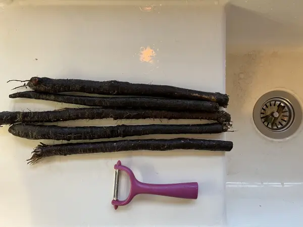 Die Schwarzwurzeln legt man sich quer ans Spülbecken. So kann man sie einfach schälen und weiter verarbeiten. Die Schwarzwurzeln legt man sich quer ans Spülbecken. So kann man sie einfach schälen und weiter verarbeiten.