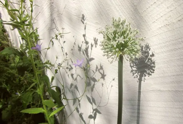 Die Bl&uuml;te der eingepflanzten Fr&uuml;hlingszwiebel ist nicht nur sch&ouml;n, sondern h&auml;lt auch sehr lang. 