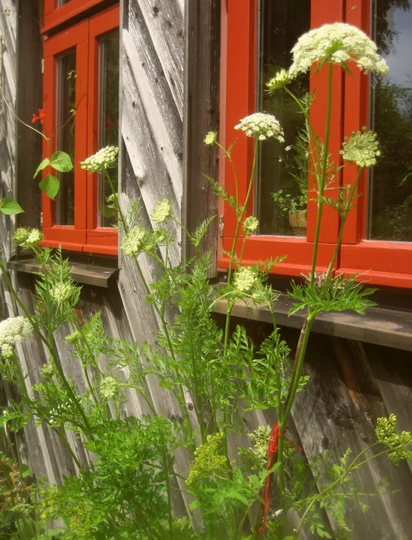 Auch Wurzeln lassen sich einpflanzen und wachsen zu h&uuml;bschen Bl&uuml;ten, die Bienen und Schmetterlinge anziehen.