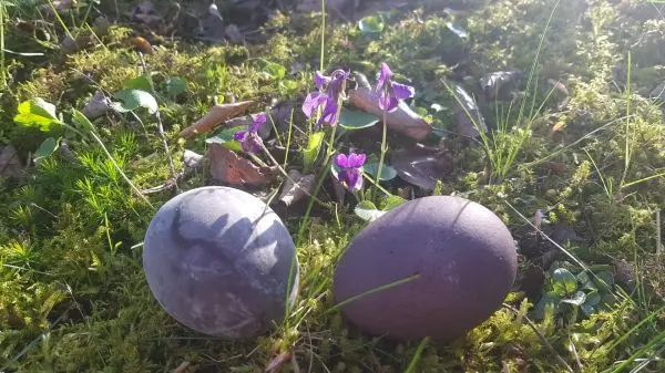 Das linke fliederfarbene Osterei ist etwas blasser &ndash; es wurde beim zweiten F&auml;rbevorgang mit Holundersaft eingef&auml;rbt.