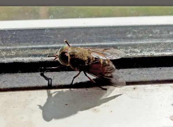 Eine große Fliegenart sitzt auf einem Fensterrahmen und wird von Sonnenlicht beleuchtet, während sie sich bewegt.