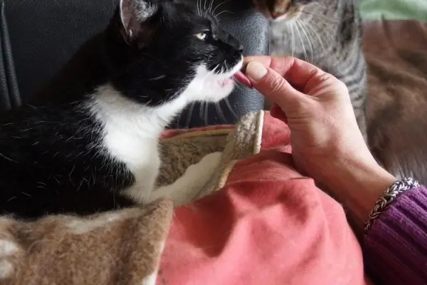 Eine Hand verabreicht einer Katze eine Tablette, während eine zweite Katze im Hintergrund sitzt, auf einem weichen, bunten Untergrund.