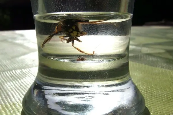 Eine Wespe schwimmt in einem Glas Wasser, während Sonnenlicht auf den Tisch scheint. Ideal für eine Wespenfalle.