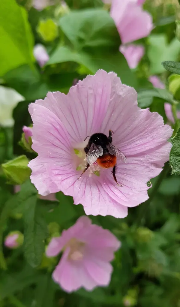 Eine Hummel sitzt auf einer rosa Blüte und sammelt Nektar, um inmitten grüner Pflanzen Nahrung zu finden.