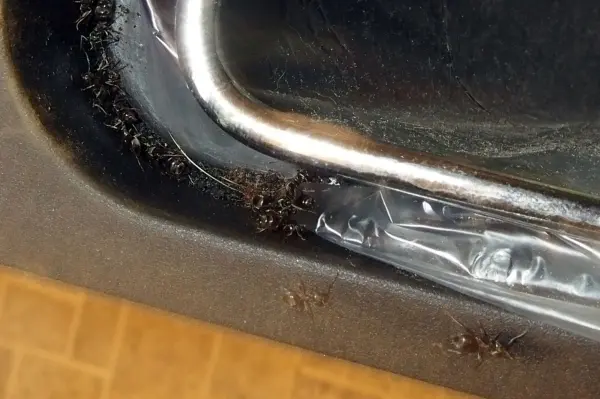 Kreide liegt neben einer Ansammlung von Ameisen, die entlang einer schmalen, dunklen Kante krabbeln.