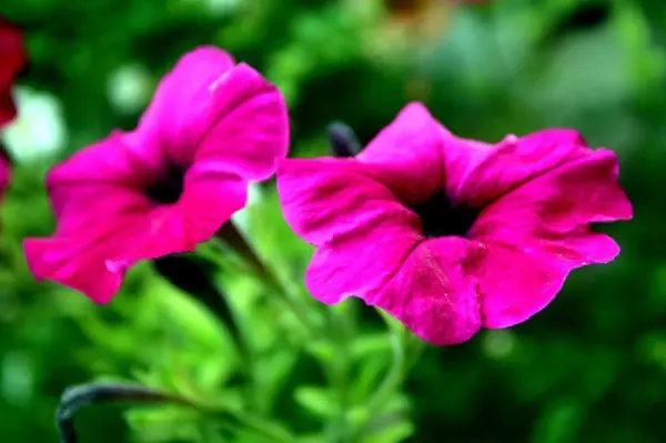 Zwei leuchtend pinke Blumen blühen auf hellgrünen Stielen in einem verschwommenen, grünen Gartenhintergrund.
