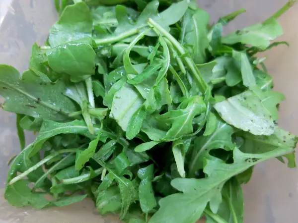 Frische Rucola liegt in einer Schüssel, bereit für die Verwendung in einem Salat oder als Garnitur.