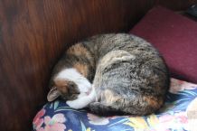 Katzenhaare mit Saugschwamm von Sofas entfernen