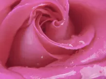 Hängende Rosen retten