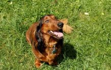 Sauberer Hund