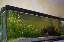 Überhitztes Aquarium vermeiden