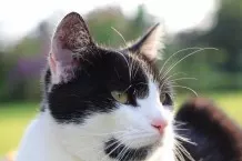 Backpulver gegen Geruch im Katzenklo
