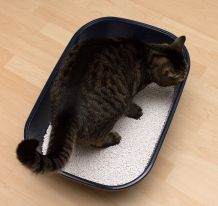 Katzenklo reinigen