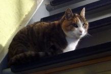 Katzenflöhe