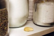 Knoblauch gegen Lebensmittelmotten
