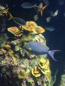 Aquarium und Pflanzen