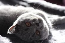 Methode zur Erkennung eines Flohbefalls bei der Katze
