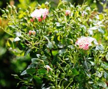 Trauerfliegen in den Blumen - todsicher bekämpfen mit Flohschutzspray