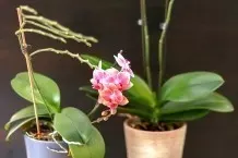 Orchideen blühen leichter