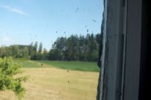 Fensterputzen mit kaltem Wasser und Ammoniak