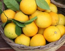 Lust auf fruchtigen Orangenwein?