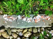 Schneckenabwehr mit Eierschalen