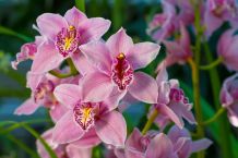 Orchideen düngen