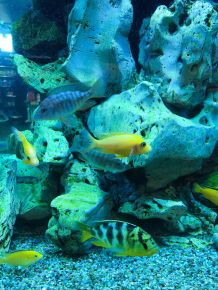 Aquariumscheiben reinigen (Algen usw.)