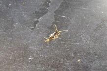Tabasco gegen Silberfische