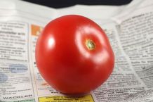 Tomaten reifen in Zeitungspapier nach