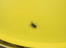 10 Fliegen fangen in 1 Minute