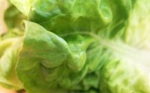Welker Kopfsalat wieder frisch mit Eiswasser