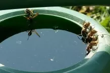 Wespen mit brennendem Kaffee verscheuchen