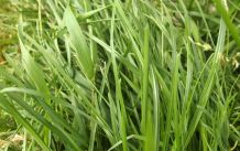 Grasflecken - Milch hilft